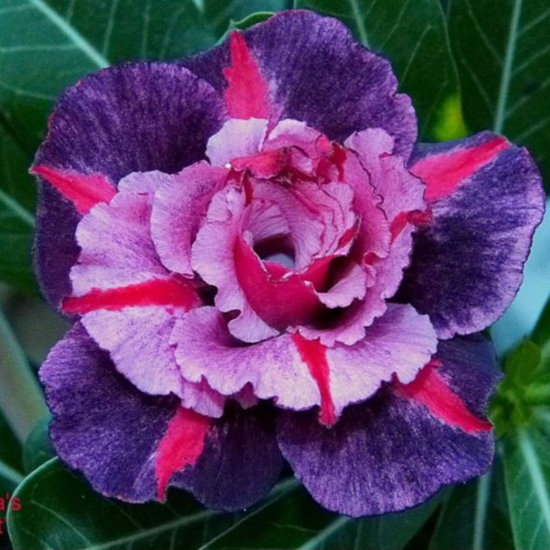 🎁Desert Rose Bulbs🌵Super easy care! 🌸 Adenium Obesum Bulbs - A926