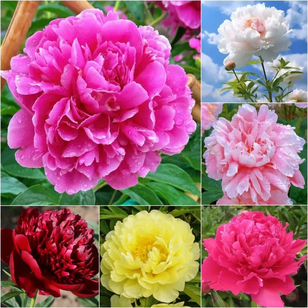 🔥LAST DAY 45% OFF🌺THE QUEEN OF FLOWERS—DOUBLE PETALED PIANI-923