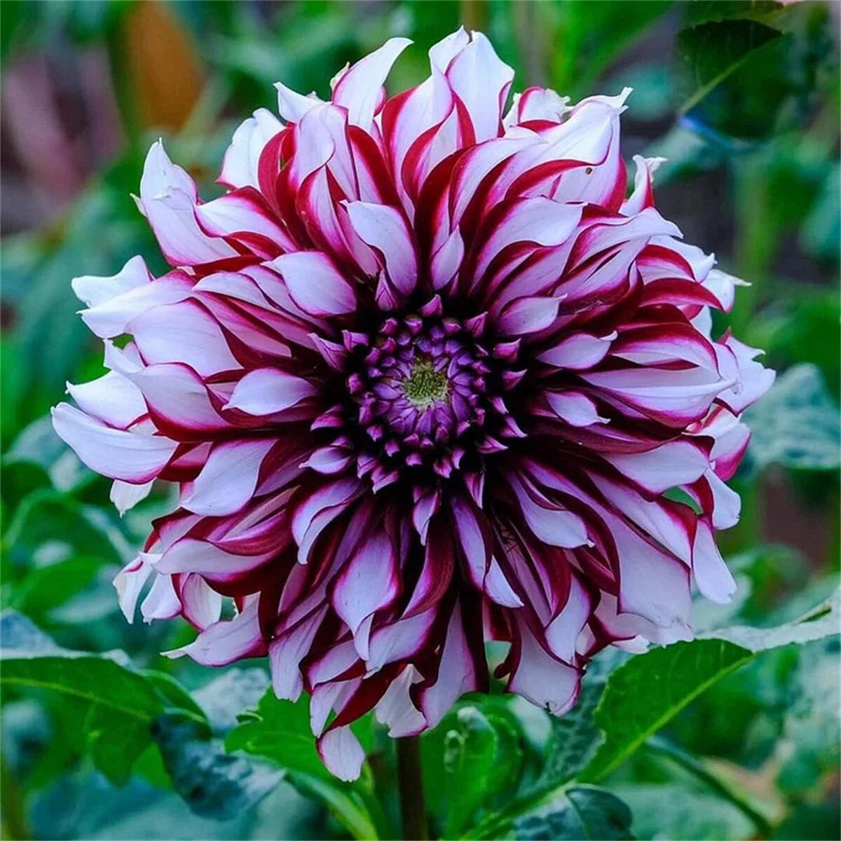 🌸Rare Double Dahlias🌿 – Bold Blooms Ordinary Gardens Never Have-ABB8