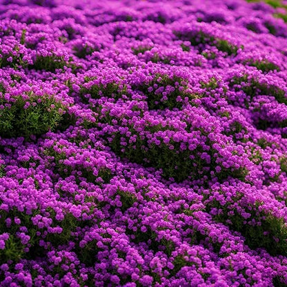 ✨ The Magical Fairy Garden of Your Dreams✨Creeping Thyme Seeds - A926