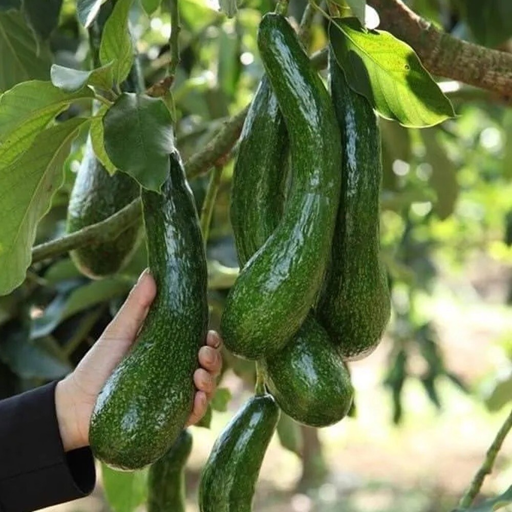 🍴 😍 Silky Smooth, Buttery & Delicious 🥑 Long Neck Avocado seeds-W18