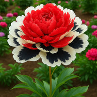 Regal Bloom