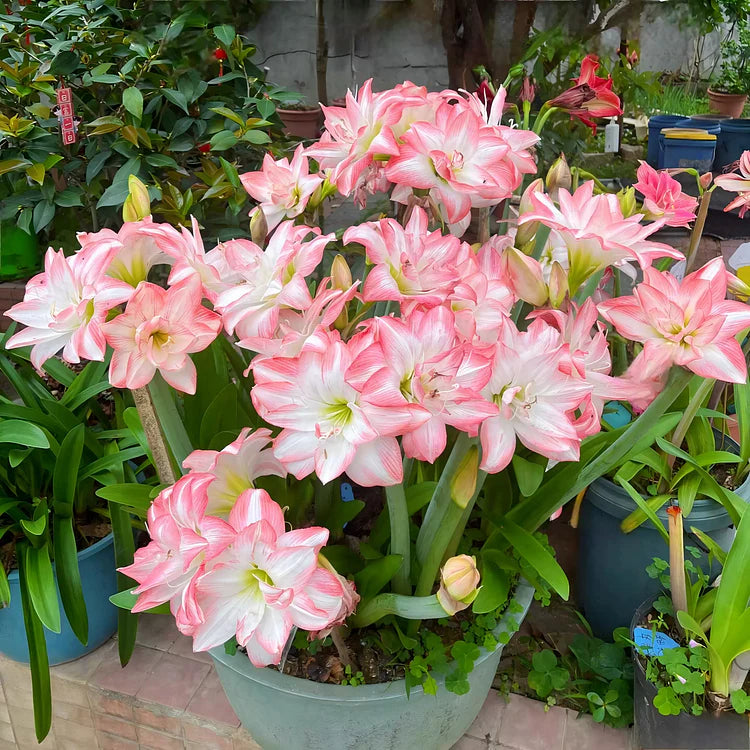 🌸Hot Sale!!🌸 – 🌿Double-Flowered Amaryllis Bulbs / Large Flowers / Easy to Grow-TJY