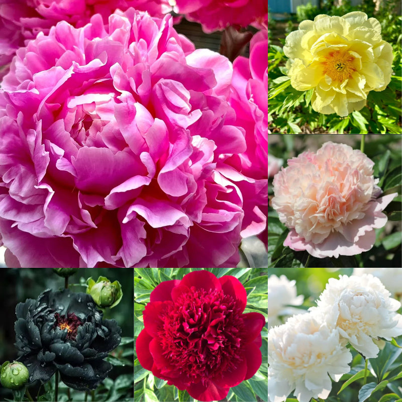 Over 5 Colors-Colorful Chinese Peony Flower