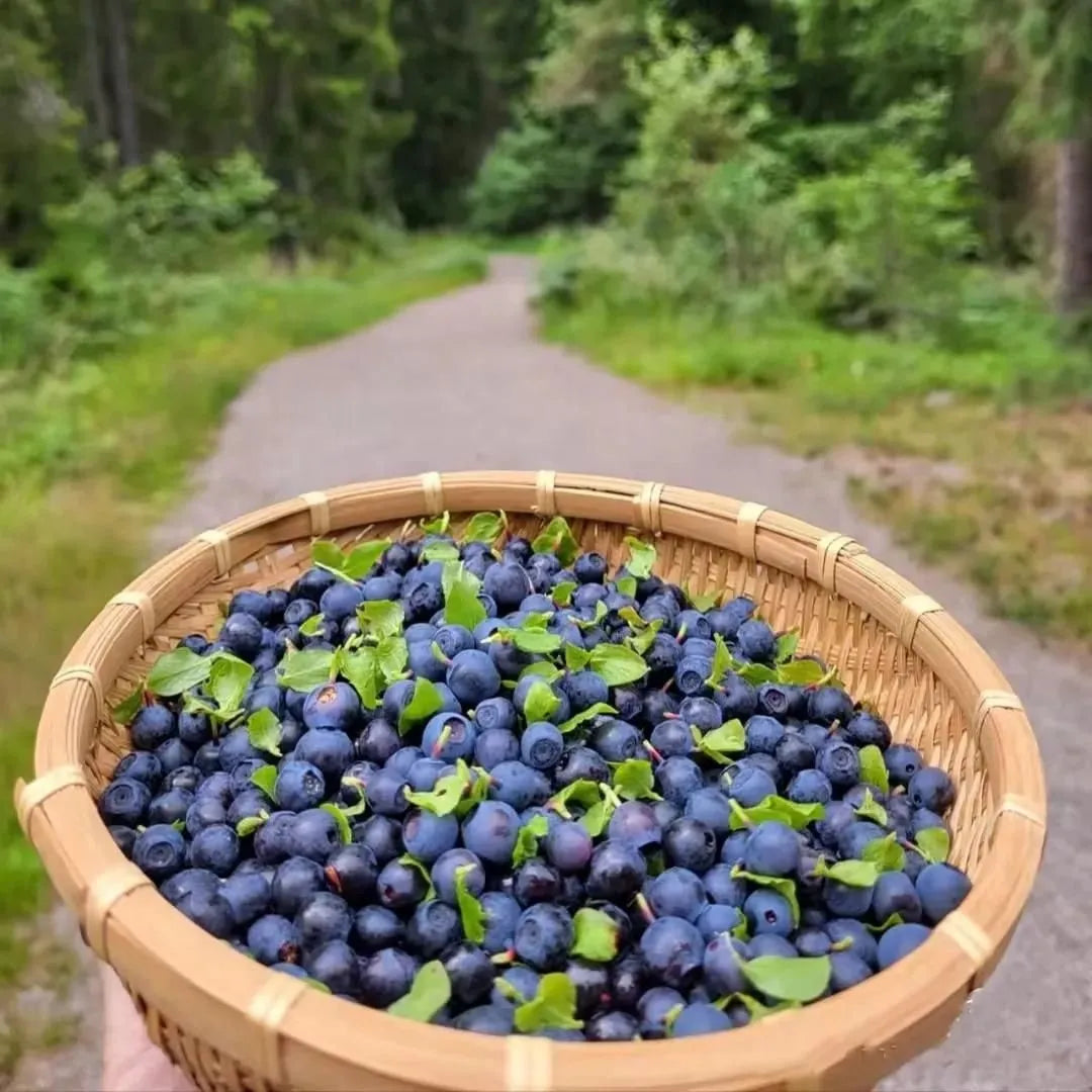 🎉King of Berries🎉 - Giant Blueberry Fruit Seeds - Four Seasons Plants-923