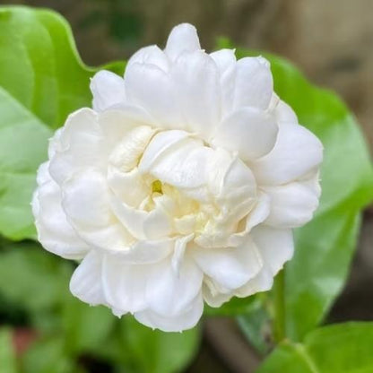 🏆Plus de 75 000 exemplaires vendus !🌿🌱Graines de jasmin non OGM : Semis à quatre saisons, fleurs aux senteurs douces et fraîches🌸-923
