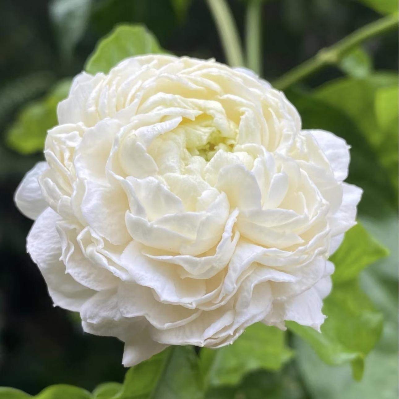 🏆Plus de 75 000 exemplaires vendus !🌿🌱Graines de jasmin non OGM : Semis à quatre saisons, fleurs aux senteurs douces et fraîches🌸-923