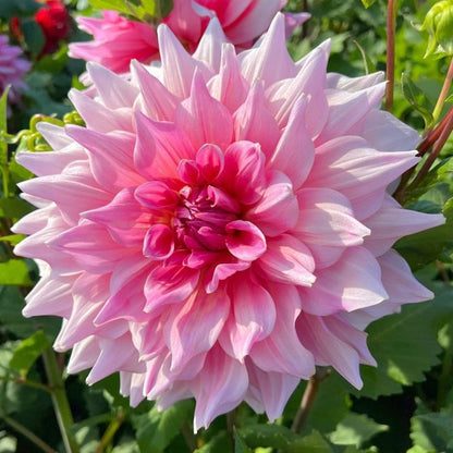 🌸Rare Double Dahlias🌿 – Bold Blooms Ordinary Gardens Never Have-ABB8