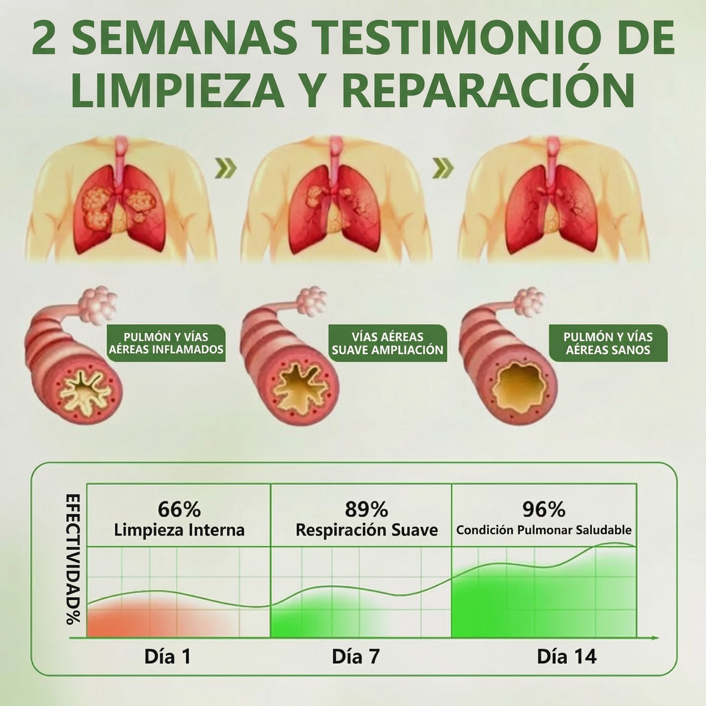 ❤️🎉Vervebead®BOTÁNICO CUIDADO PULMONAR DIFUSOR DE GORDOLOBO-XA