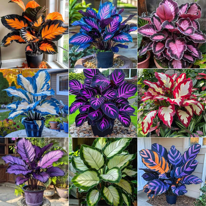 🌟🌈 Colorful Hosta Bulbs — 🌿Bring Shade Gardens to Life - A926