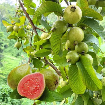 Guava seeds, suitable for potted plants, greenhouses and outdoor gardens, easy-to-cultivate fruit tree seeds.-923