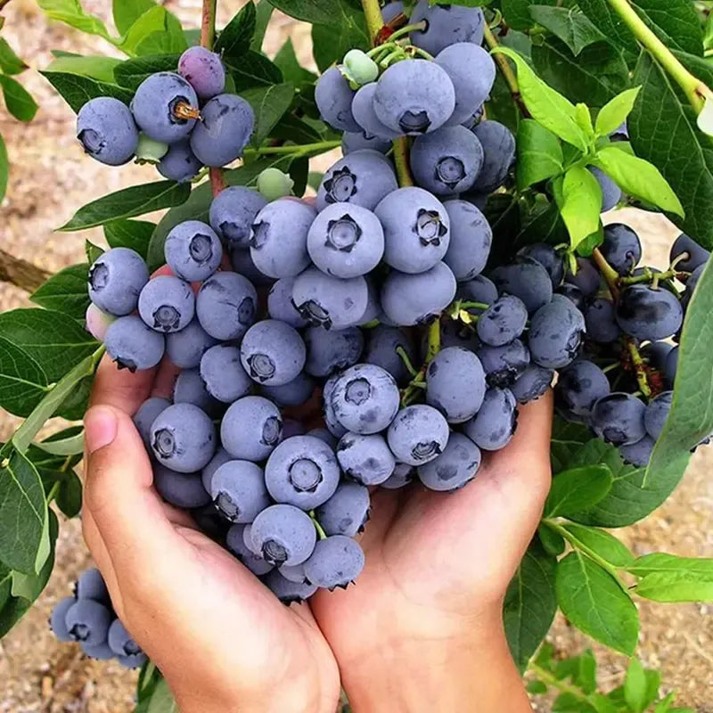 🎉King of Berries🎉 - Giant Blueberry Fruit Seeds - Four Seasons Plants-923