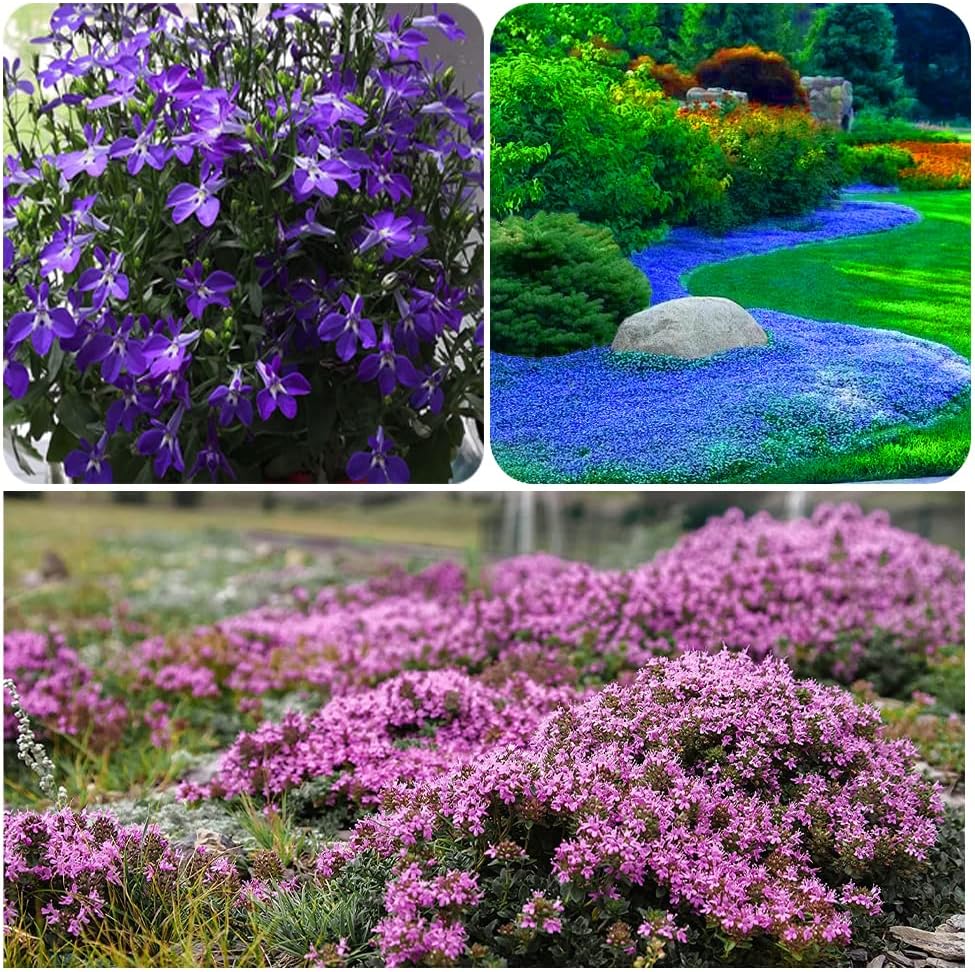 ✨ The Magical Fairy Garden of Your Dreams✨Creeping Thyme Seeds - A926