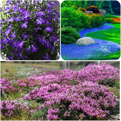 ✨ The Magical Fairy Garden of Your Dreams✨Creeping Thyme Seeds - A926