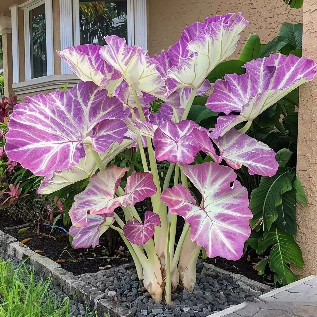 🍃 Rare Hosta seeds, ideal for perennial shade garden ornamental foliage, suitable for outdoor landscaping🌿-923