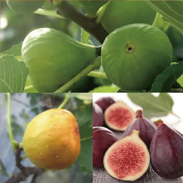 🏆65K+ SOLD!🌿Fig Seeds– Easy To Grow On Your Patio And Balcony At Home-923