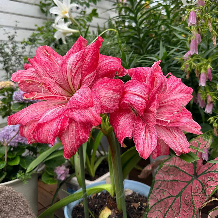 🌸Hot Sale!!🌸 – 🌿Double-Flowered Amaryllis Bulbs / Large Flowers / Easy to Grow-TJY