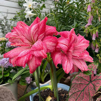 Light Red