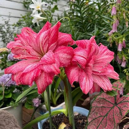 🌸Hot Sale!!🌸 – 🌿Double-Flowered Amaryllis Bulbs / Large Flowers / Easy to Grow-TJY