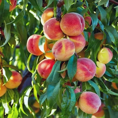 🔥50K+ SOLD!💟 Premium Pink Peach Seeds - 😋A Uniquely Delightful Taste-923