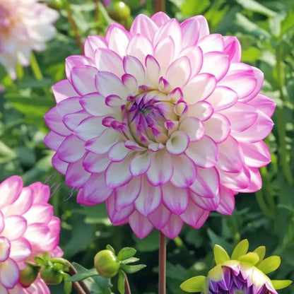 🌸Rare Double Dahlias🌿 – Bold Blooms Ordinary Gardens Never Have-ABB8