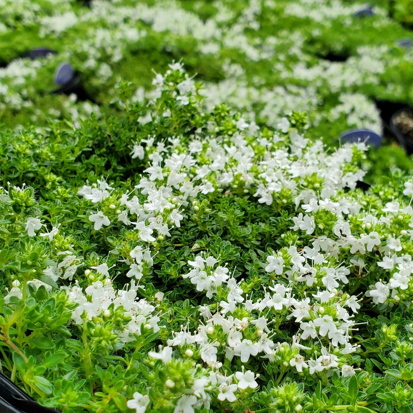 ✨ The Magical Fairy Garden of Your Dreams✨Creeping Thyme Seeds - A926