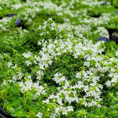 ✨ The Magical Fairy Garden of Your Dreams✨Creeping Thyme Seeds - A926