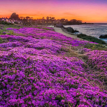 ✨ The Magical Fairy Garden of Your Dreams✨Creeping Thyme Seeds - A926
