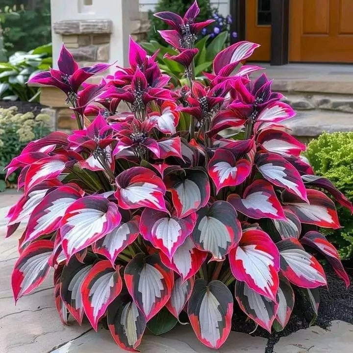 🔥Premium Rare Hosta Seeds💖🔥1 Pack-100 Seeds-GD