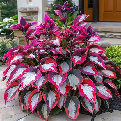 🔥Premium Rare Hosta Seeds💖🔥1 Pack-100 Seeds-GD