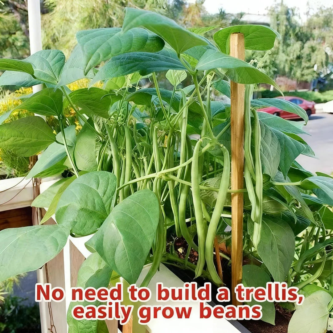 Dwarf Bush Bean Seeds 🏆900 Count