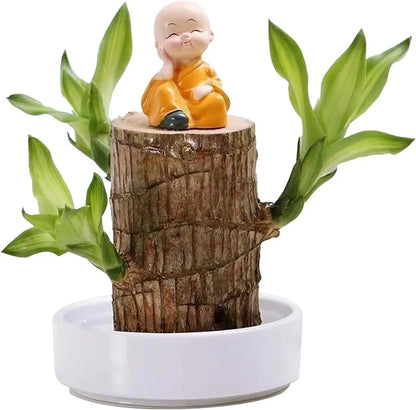 🏆65K+ SOLD!🌿Brazilian lucky trees, bring you luck and increase wealth, mysterious doll with base-TJY