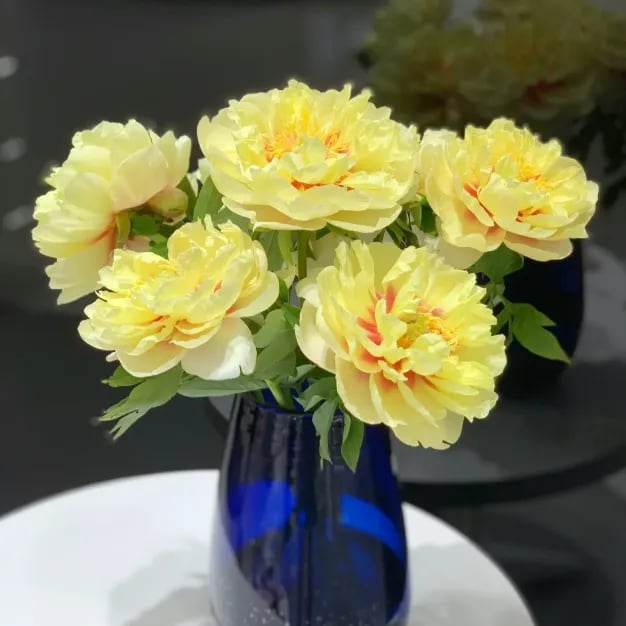 🔥LAST DAY 45% OFF🌺THE QUEEN OF FLOWERS—DOUBLE PETALED PIANI-923