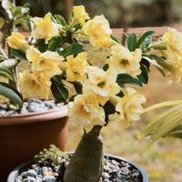 Yellow White