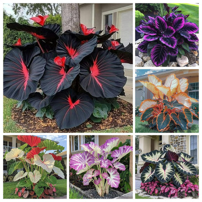 🍃 Rare Hosta seeds, ideal for perennial shade garden ornamental foliage, suitable for outdoor landscaping🌿-923