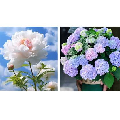 🔥LAST DAY 45% OFF🌺THE QUEEN OF FLOWERS—DOUBLE PETALED PIANI-923