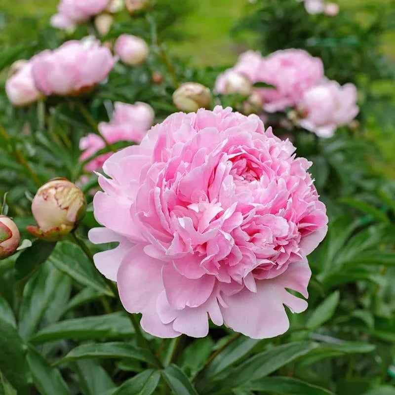 🔥LAST DAY 45% OFF🌺THE QUEEN OF FLOWERS—DOUBLE PETALED PIANI-923