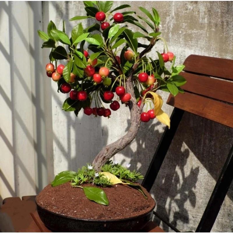 🏆75K+ SOLD! 🍒  Sweet Cherry Seeds 🌿Pre-Primed for High Germination-GD