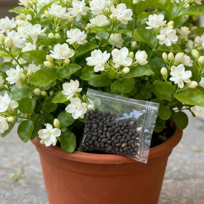 🏆Plus de 75 000 exemplaires vendus !🌿🌱Graines de jasmin non OGM : Semis à quatre saisons, fleurs aux senteurs douces et fraîches🌸-923