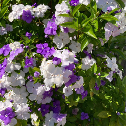🏆Plus de 75 000 exemplaires vendus !🌿🌱Graines de jasmin non OGM : Semis à quatre saisons, fleurs aux senteurs douces et fraîches🌸-923