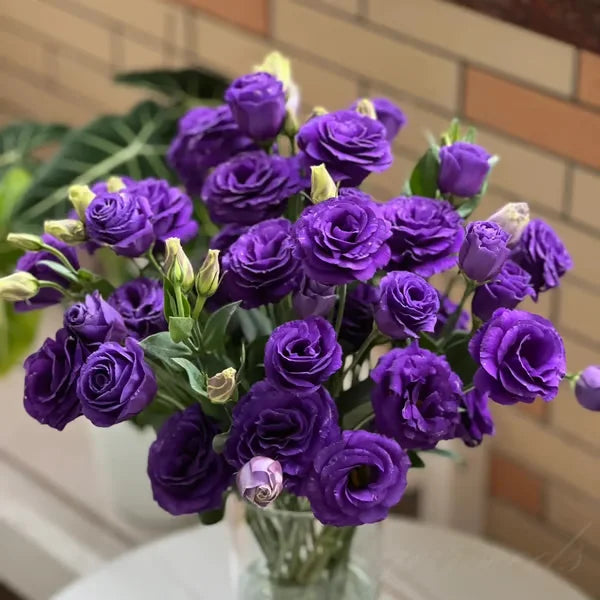 🏆65K+ SOLD!🔥🌺Low-maintenance Lisianthus Flower Seeds🌈TJY