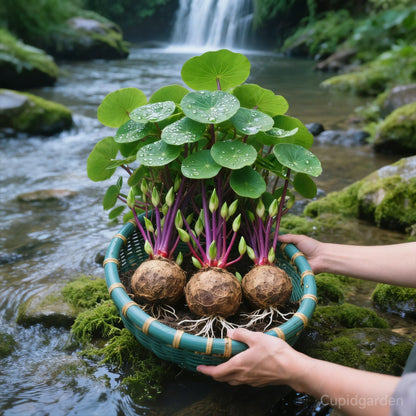 🎈🪴Red rattan Stephania Erecta: The strongest houseplant for lazy people🌿-923