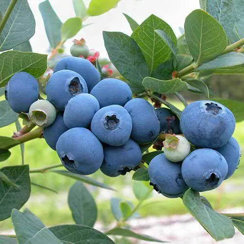 🎉King of Berries🎉 - Giant Blueberry Fruit Seeds - Four Seasons Plants-923