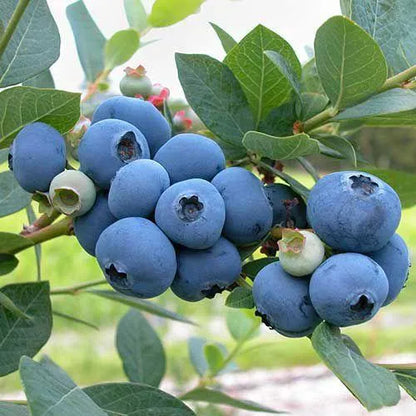 🎉King of Berries🎉 - Giant Blueberry Fruit Seeds - Four Seasons Plants-923