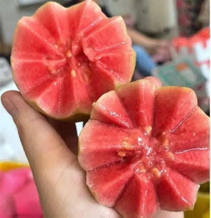 Guava seeds, suitable for potted plants, greenhouses and outdoor gardens, easy-to-cultivate fruit tree seeds.-923