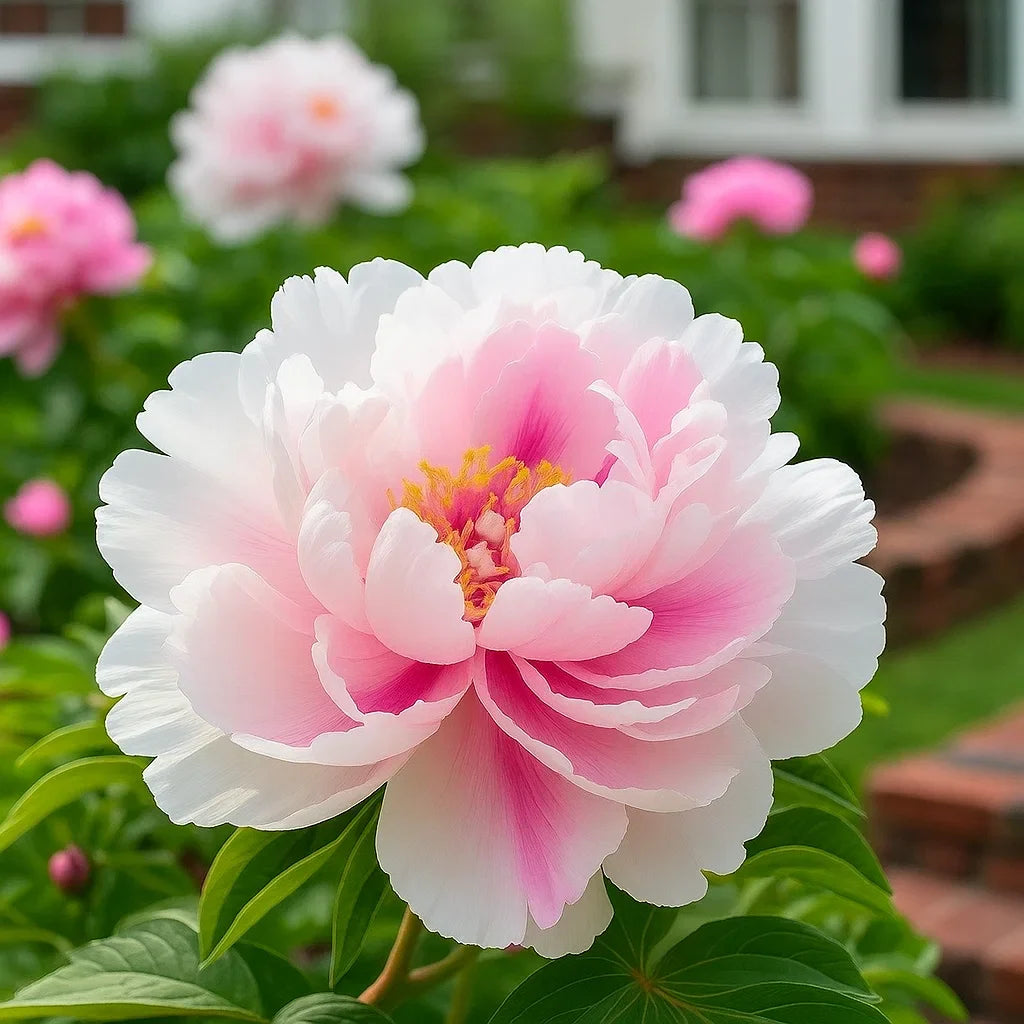 🌿Premium Rare Double Peonies🌸 - Bloom Big & Beautiful,Multiple colors available 🎨-GD