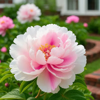 Pink Peach