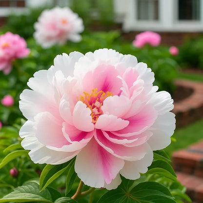 🌿Premium Rare Double Peonies🌸 - Bloom Big & Beautiful,Multiple colors available 🎨-GD