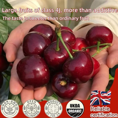🏆75K+ SOLD! 🍒  Sweet Cherry Seeds 🌿Pre-Primed for High Germination-GD