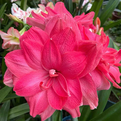 🌸Hot Sale!!🌸 – 🌿Double-Flowered Amaryllis Bulbs / Large Flowers / Easy to Grow-TJY